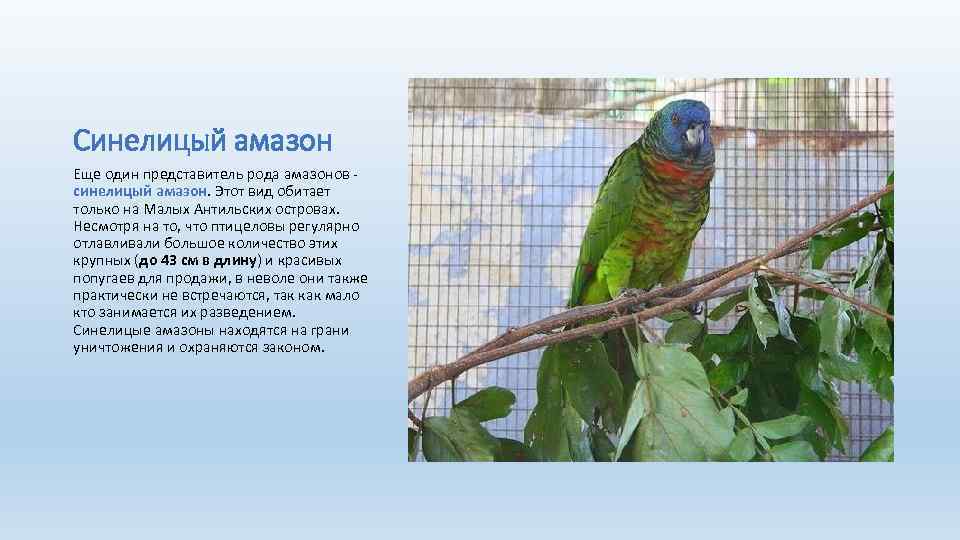 Синелицый амазон Еще один представитель рода амазонов - синелицый амазон. Этот вид обитает только