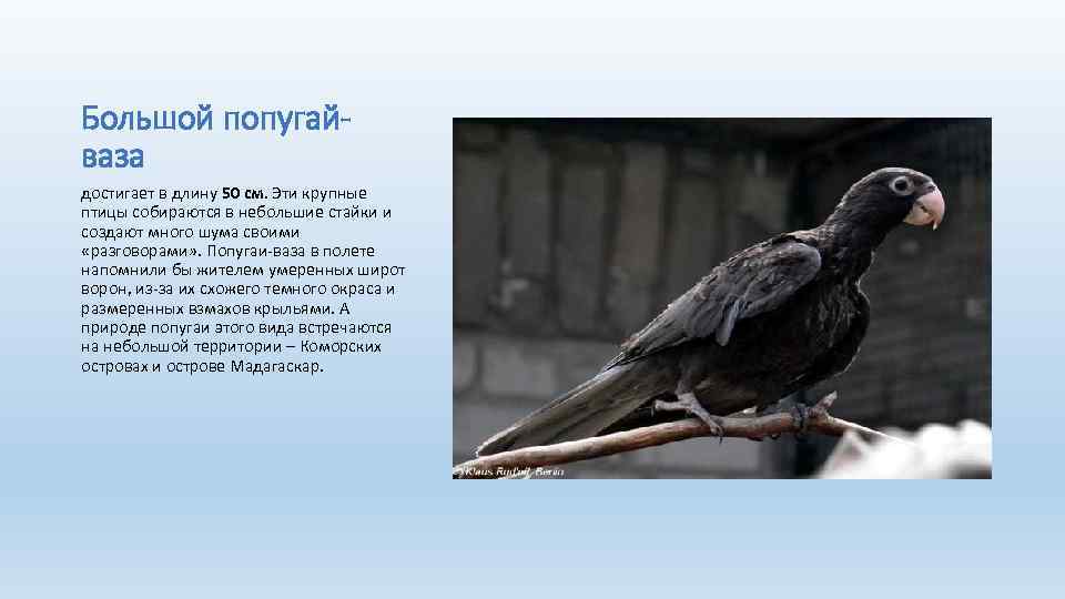 Большой попугайваза достигает в длину 50 см. Эти крупные птицы собираются в небольшие стайки