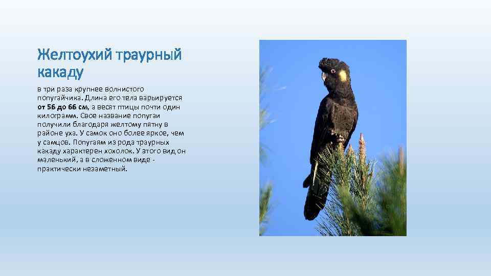 Желтоухий траурный какаду в три раза крупнее волнистого попугайчика. Длина его тела варьируется от