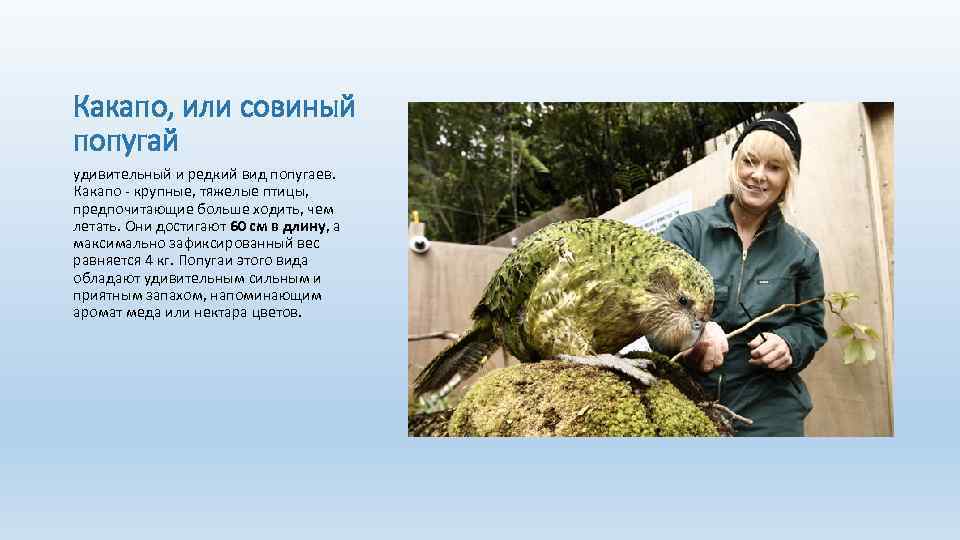 Какапо, или совиный попугай удивительный и редкий вид попугаев. Какапо - крупные, тяжелые птицы,