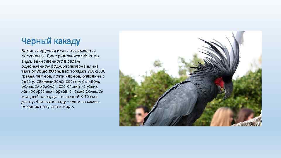 Черный какаду большая крупная птица из семейства попугаевых. Для представителей этого вида, единственного в