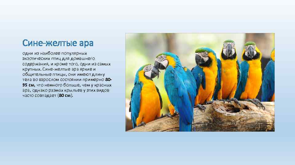 Сине-желтые ара одни из наиболее популярных экзотических птиц для домашнего содержания, и кроме того,