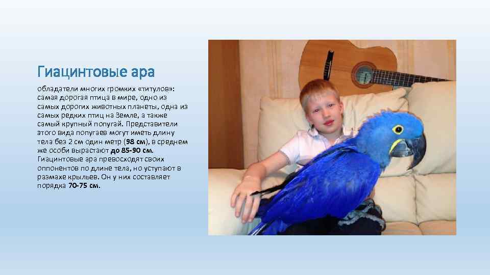 Гиацинтовые ара обладатели многих громких «титулов» : самая дорогая птица в мире, одно из
