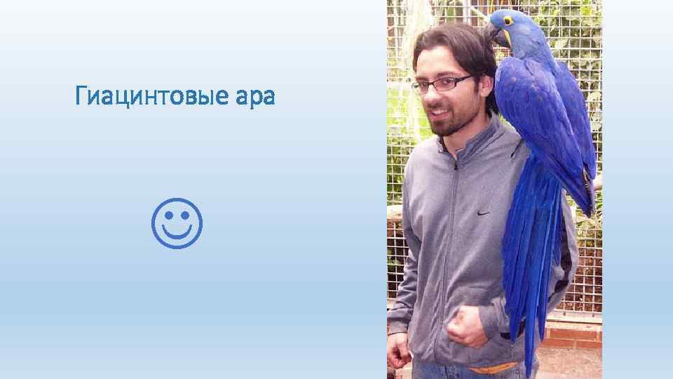 Гиацинтовые ара 