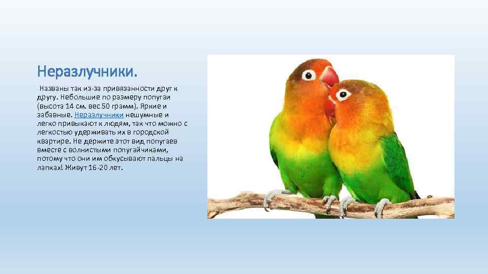 Неразлучники. Названы так из-за привязанности друг к другу. Небольшие по размеру попугаи (высота 14