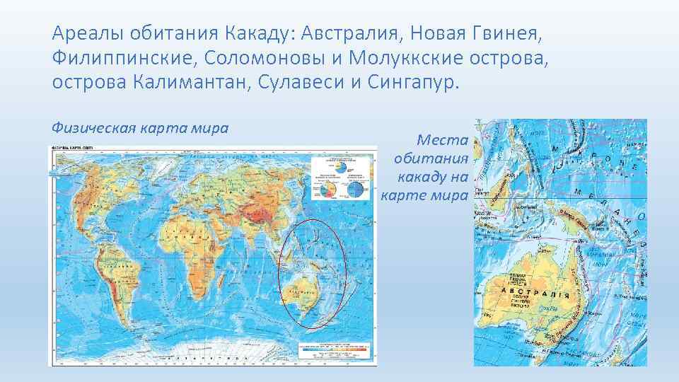 Ареалы обитания Какаду: Австралия, Новая Гвинея, Филиппинские, Соломоновы и Молуккские острова, острова Калимантан, Сулавеси