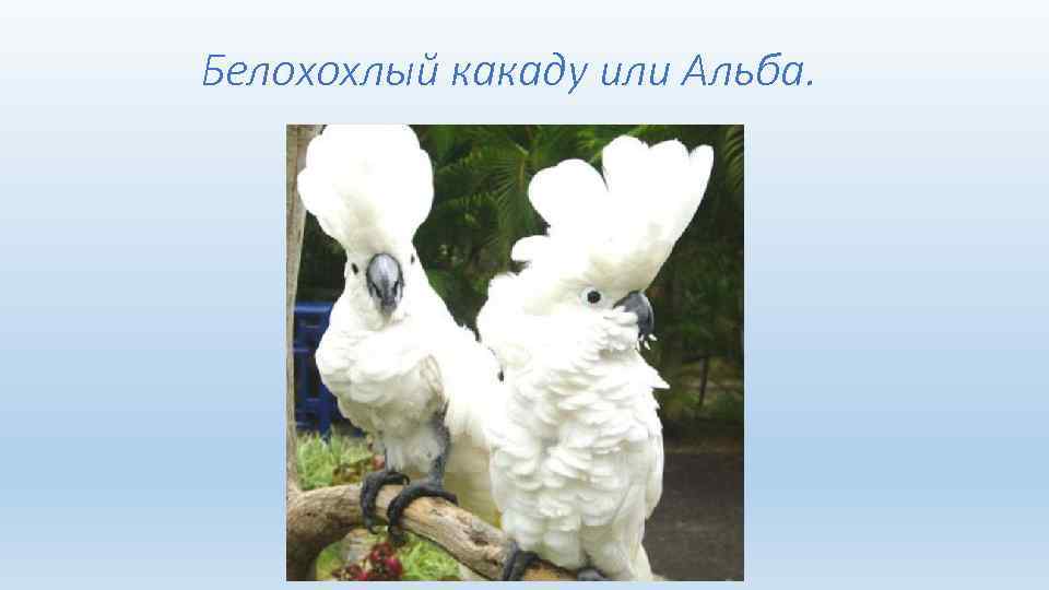  Белохохлый какаду или Альба. 