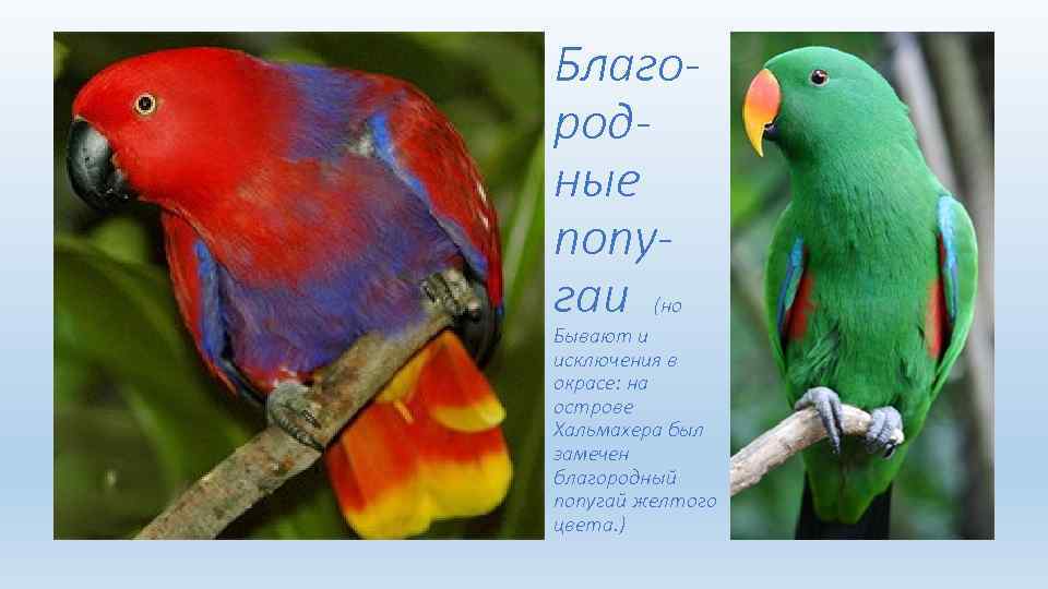 Благородные попугаи (но Бывают и исключения в окрасе: на острове Хальмахера был замечен благородный