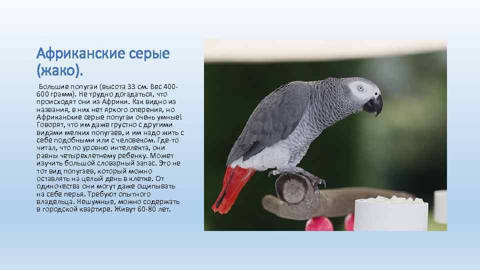 Африканские серые (жако). Большие попугаи (высота 33 см. Вес 400600 грамм). Не трудно догадаться,