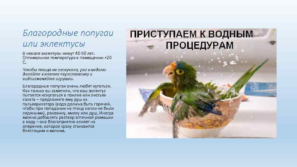 Благородные попугаи или эклектусы В неволе эклектусы живут 40 -50 лет. Оптимальная температура в