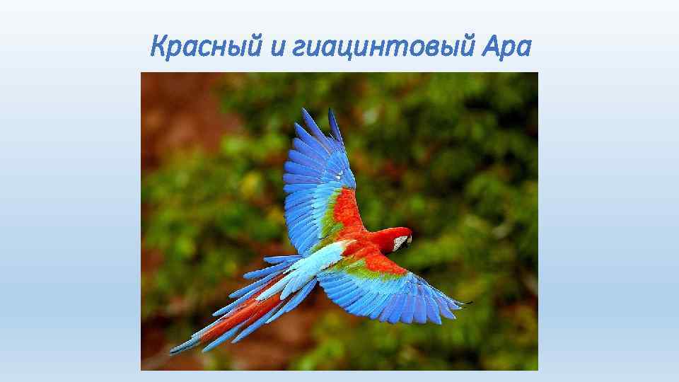 Красный и гиацинтовый Ара 
