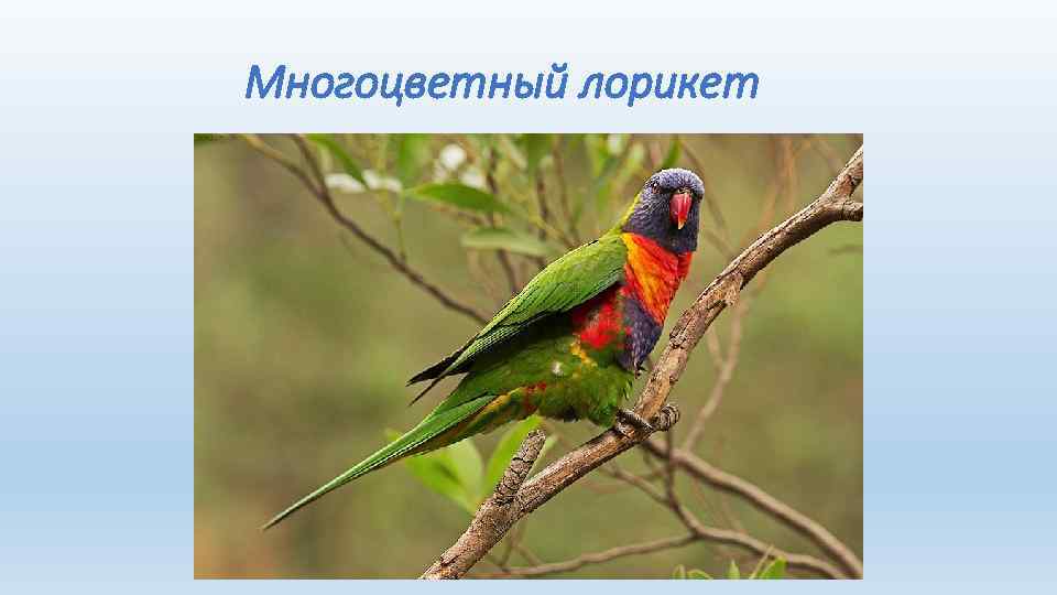  Многоцветный лорикет 