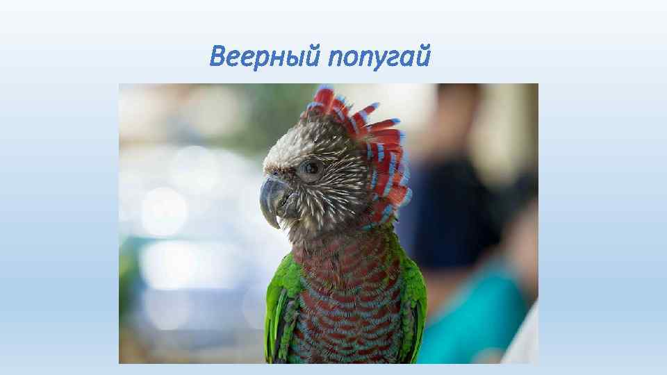 Веерный попугай 