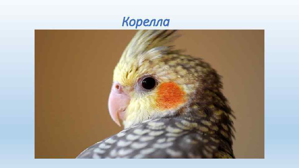 Корелла 