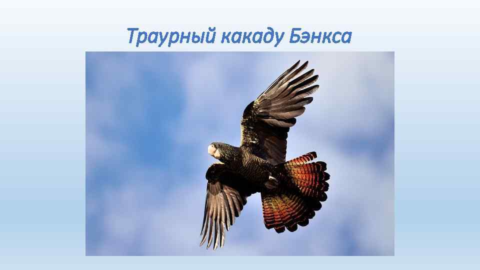 Траурный какаду Бэнкса 