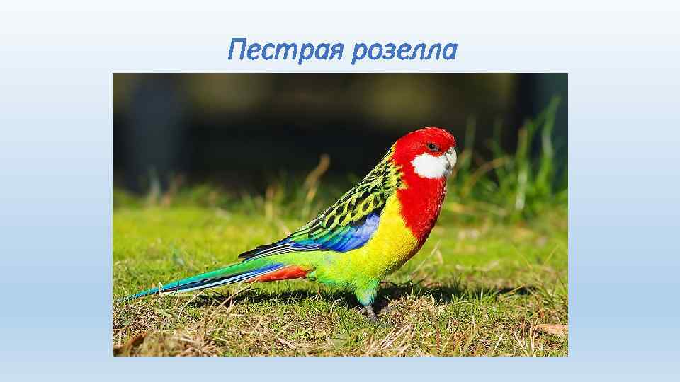 Пестрая розелла 
