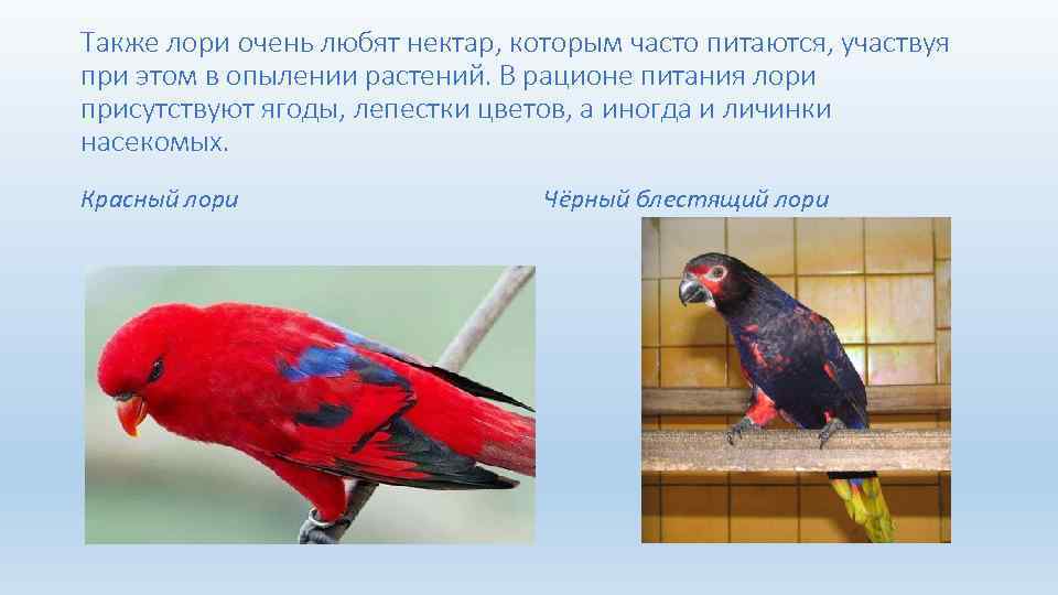 Также лори очень любят нектар, которым часто питаются, участвуя при этом в опылении растений.