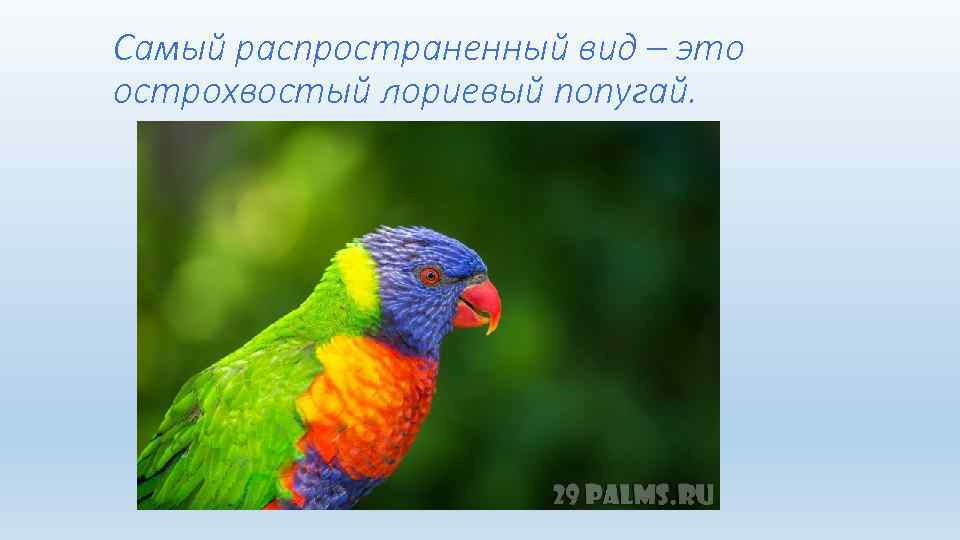 Самый распространенный вид – это острохвостый лориевый попугай. 