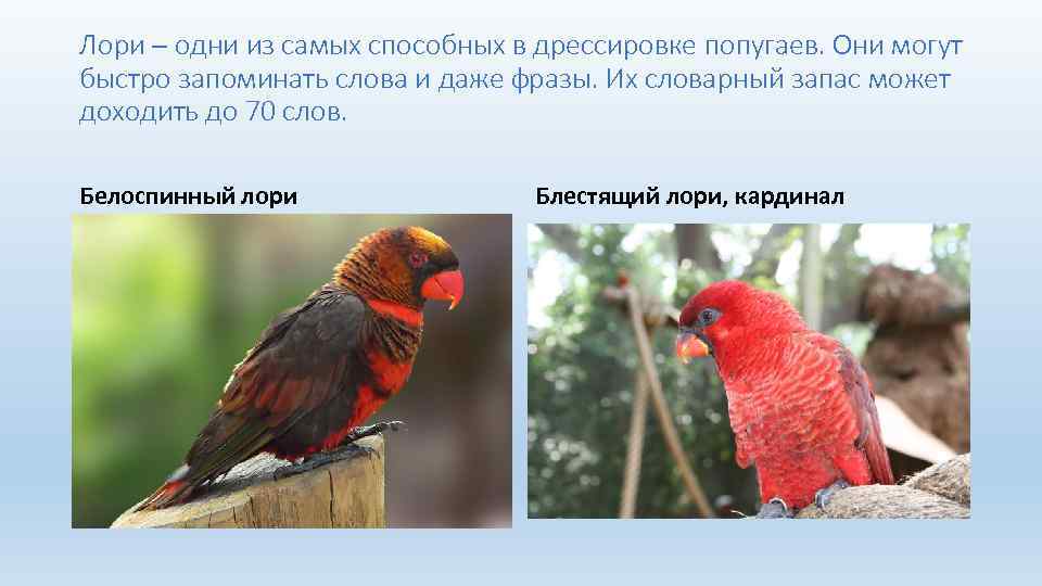 Лори – одни из самых способных в дрессировке попугаев. Они могут быстро запоминать слова