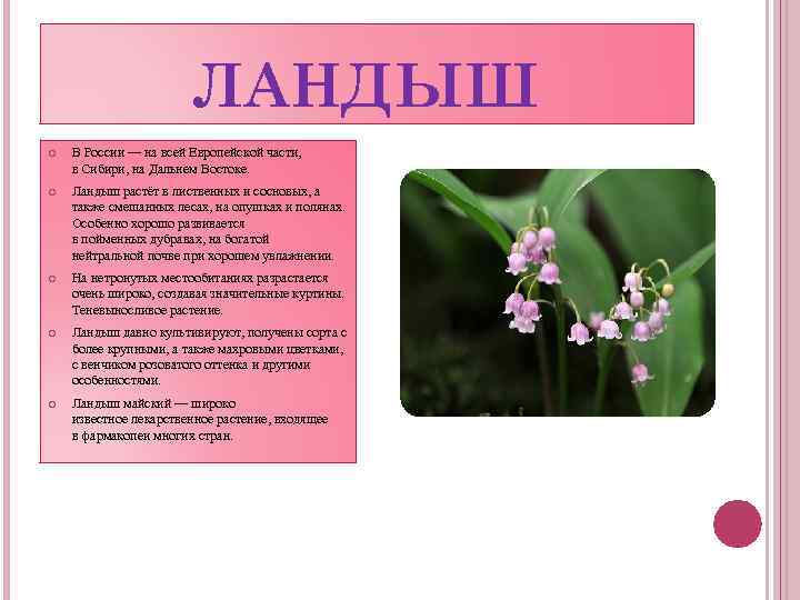 ЛАНДЫШ В России — на всей Европейской части, в Сибири, на Дальнем Востоке. Ландыш