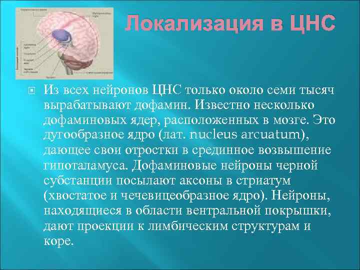 Локализация в ЦНС Из всех нейронов ЦНС только около семи тысяч вырабатывают дофамин. Известно