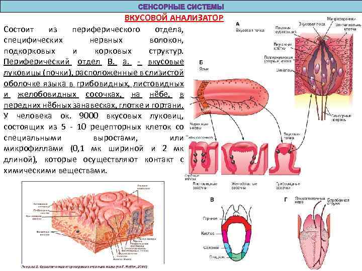 Из каких частей состоит анализатор