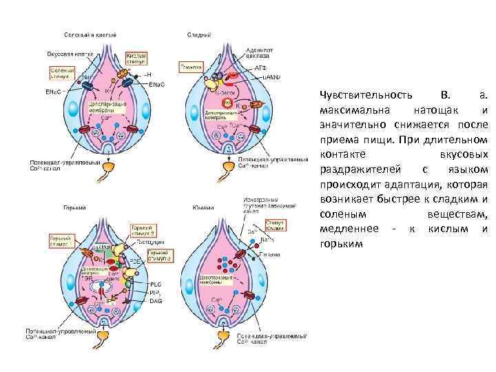 Чувствительность В. а. максимальна натощак и значительно снижается после приема пищи. При длительном контакте