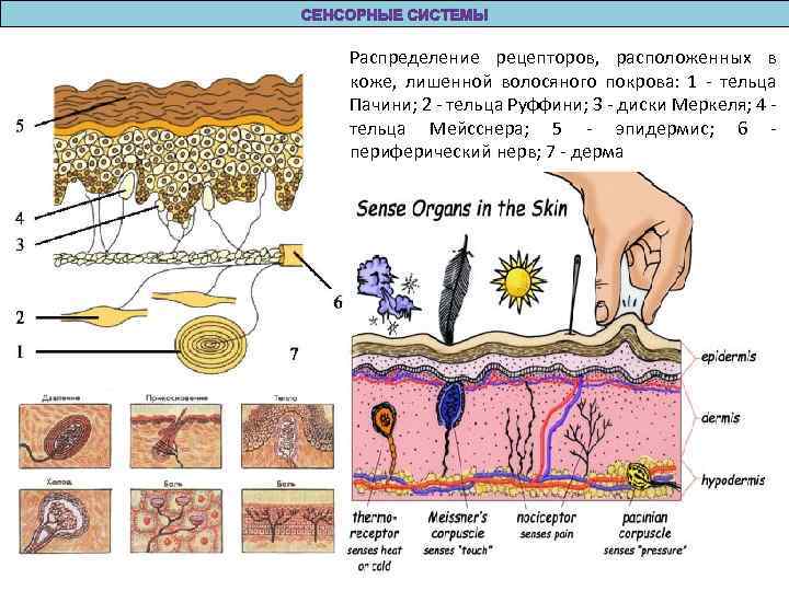 Распределение рецепторов, расположенных в коже, лишенной волосяного покрова: 1 - тельца Пачини; 2 -