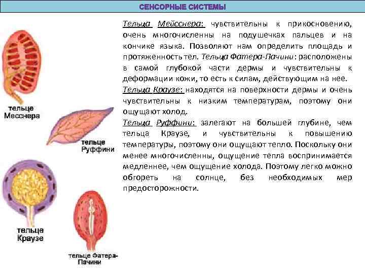 Тельца Мейсснера: чувствительны к прикосновению, очень многочисленны на подушечках пальцев и на кончике языка.