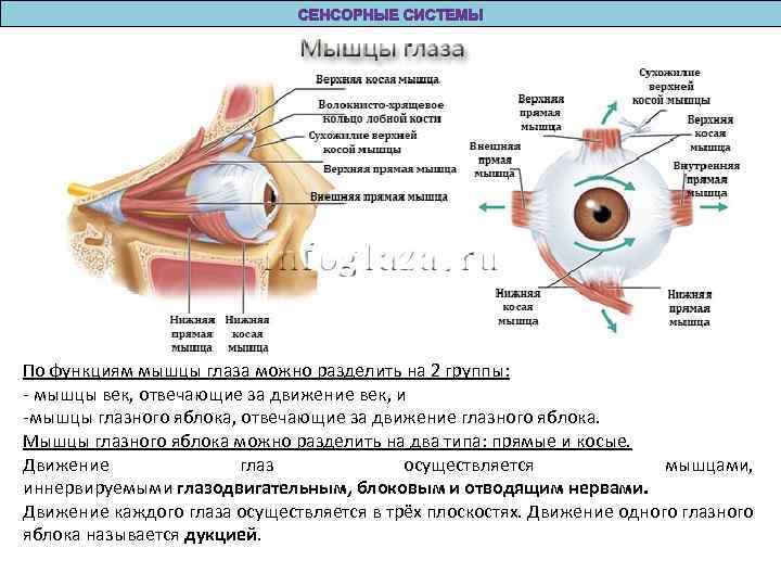 По функциям мышцы глаза можно разделить на 2 группы: - мышцы век, отвечающие за