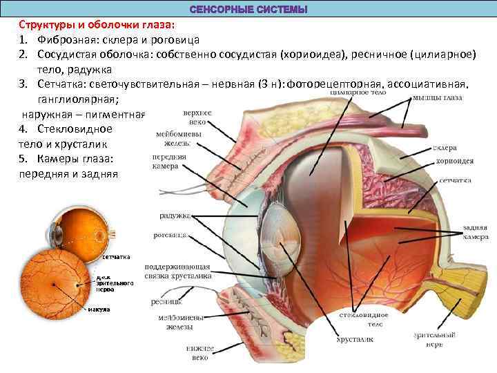 Строение глаза собаки схема