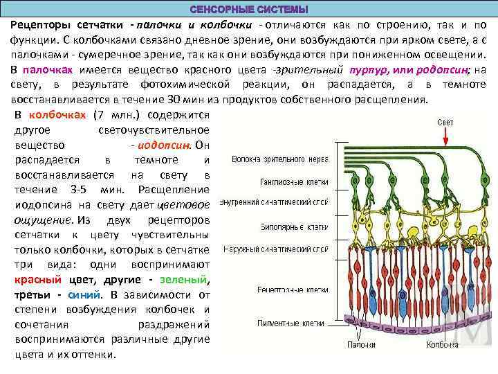Рецепторы сетчатки - палочки и колбочки - отличаются как по строению, так и по