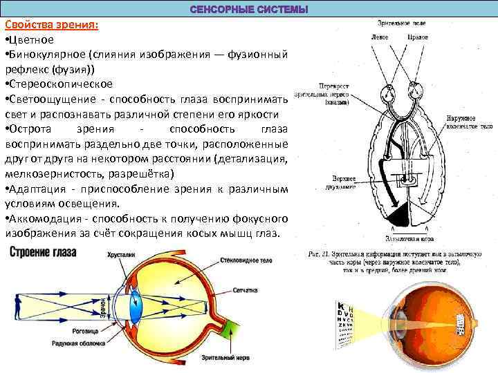 Точкой зрения называется