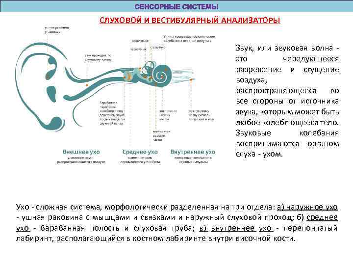 Блок схемы слуховой и вестибулярной сенсорных систем