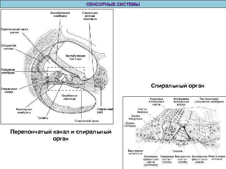 Спиральный орган Перепончатый канал и спиральный орган 