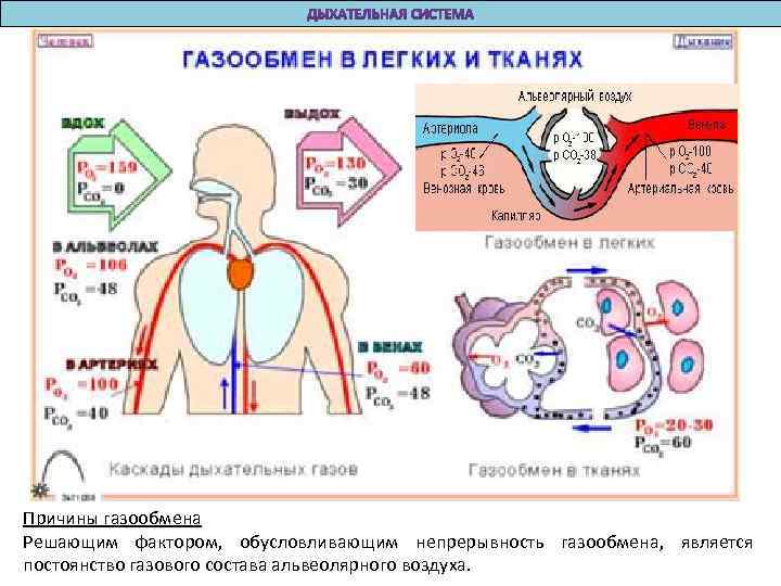 Газообмен в тканях схема