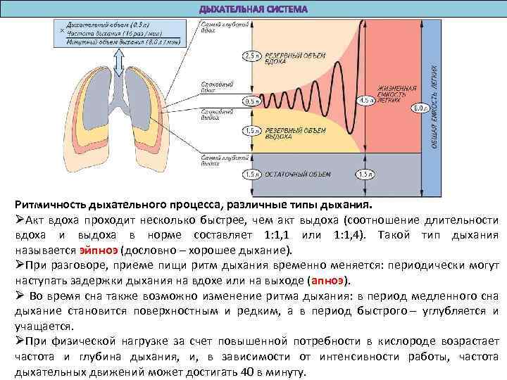 Ритмичность дыхательного процесса, различные типы дыхания. ØАкт вдоха проходит несколько быстрее, чем акт выдоха