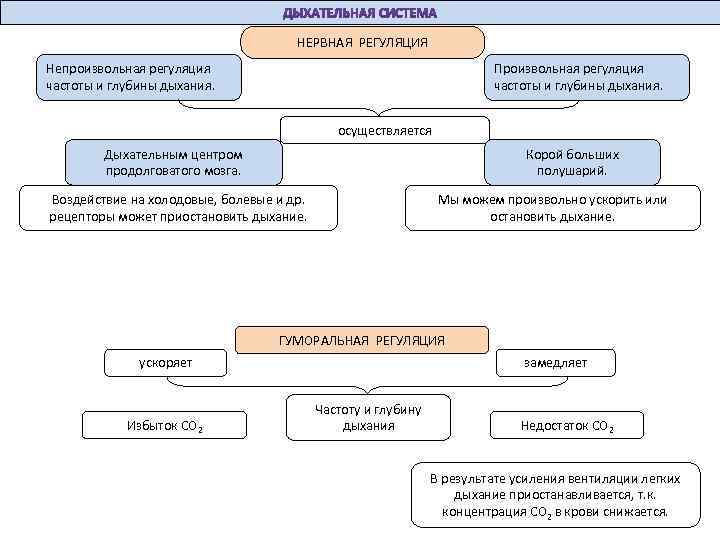 НЕРВНАЯ РЕГУЛЯЦИЯ Непроизвольная регуляция частоты и глубины дыхания. Произвольная регуляция частоты и глубины дыхания.