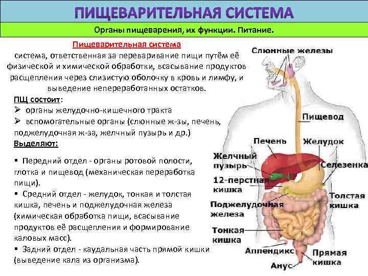 Органы пищеварения, их функции. Питание. Пищеварительная система, ответственная за переваривание пищи путём её физической
