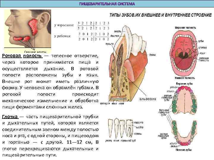 Ротовые органы человека