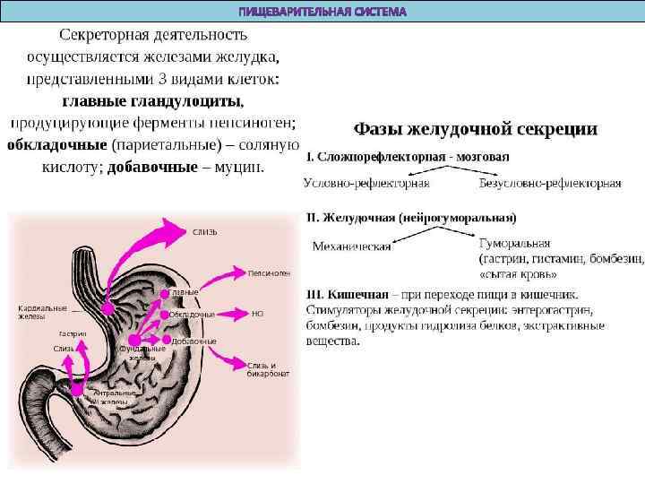 Выполняет функцию газообмена