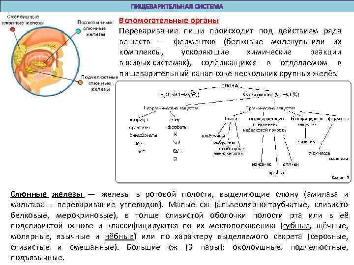 Вспомогательные органы Переваривание пищи происходит под действием ряда веществ — ферментов (белковые молекулы или
