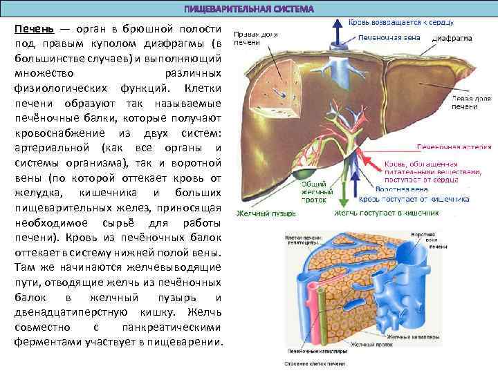 Печень — орган в брюшной полости под правым куполом диафрагмы (в большинстве случаев) и