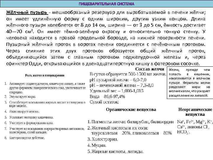Жёлчный пузырь - мешкообразный резервуар для вырабатываемой в печени жёлчи; он имеет удлинённую форму