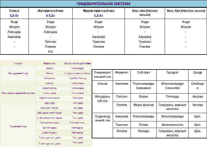 Слюна 1, 5 -2 л Желудочный сок 2 -2, 5 л Поджелудочный сок 1,