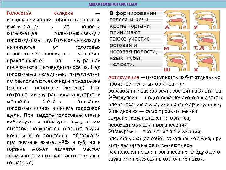 Голосовая складка — складка слизистой оболочки гортани, выступающая в её полость, содержащая голосовую связку