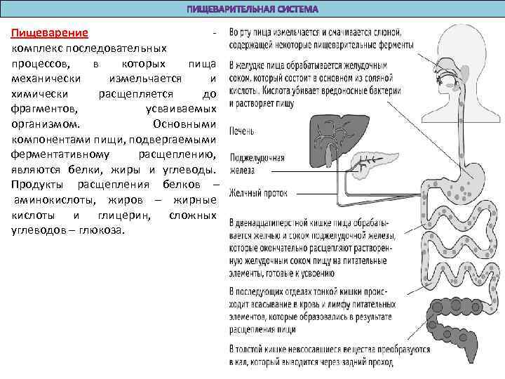 Пищеварение - комплекс последовательных процессов, в которых пища механически измельчается и химически расщепляется до
