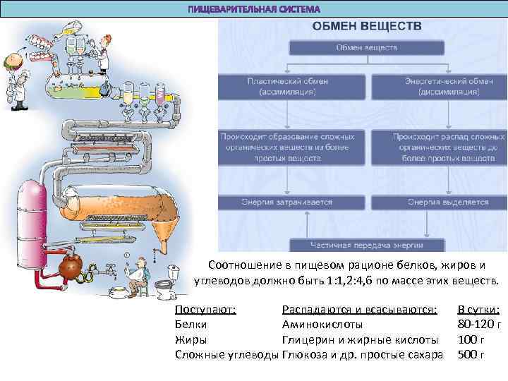 Соотношение в пищевом рационе белков, жиров и углеводов должно быть 1: 1, 2: 4,
