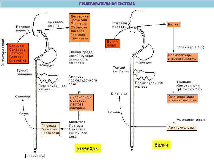 углеводы белки 