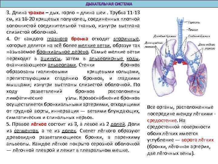 Дыхательные трахеи